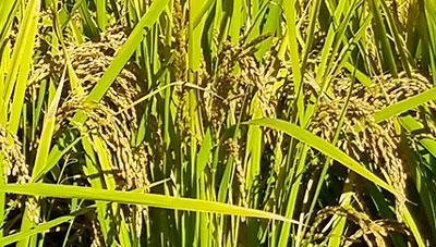 신동진 명성 이어갈 신동진1 품종 소개