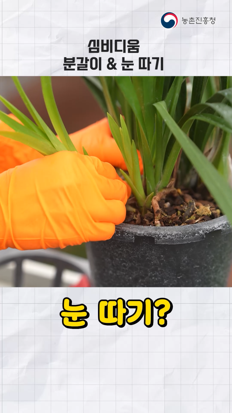심비디움 꽃 분갈이&눈 따기로 활짝 쇼츠 B