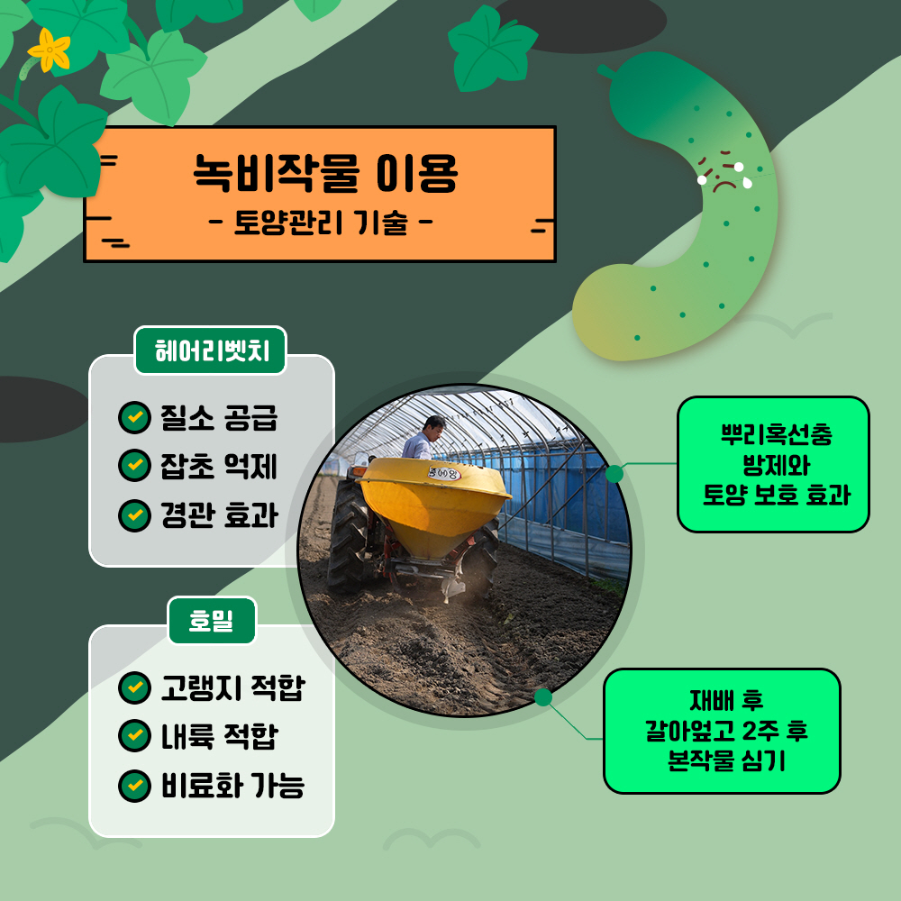 녹비작물 이용 : 토양관리기술 * 헤어리벳치 : 질소공급, 잡초억제, 경관 효과  * 호밀 : 고랭지 적합, 내륙 적합, 비료화 가능 - 뿌리혹선충 방제와 토양보호 효과, - 재배 후 갈아엎고 2주 후 본작물 심기