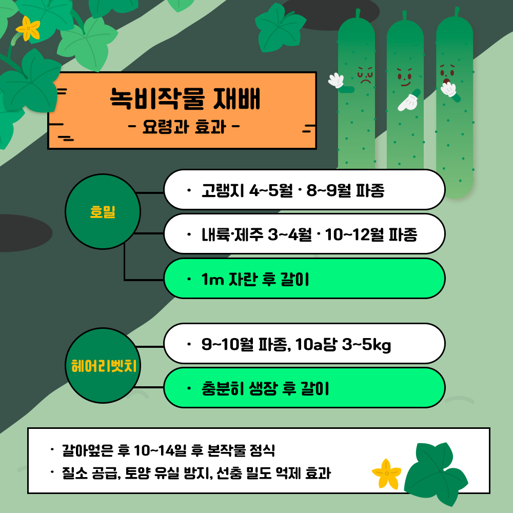 녹비작물 재배 :  요령과 효과 * 호밀 : 고랭지 4~5월, 8~9월 파종,  내륙.제주 3~4월, 10~12월 파종, 1m 자란 후 갈이 * 헤어리벳치 : 9~10월 파종, 10a당 3~5kg, 충분히 생장 후 갈이 - 갈아엎은 후 10~14일 후 본작물 정식, - 질소공급, 토양 유실 방지, 선충 밀도 억제 효과