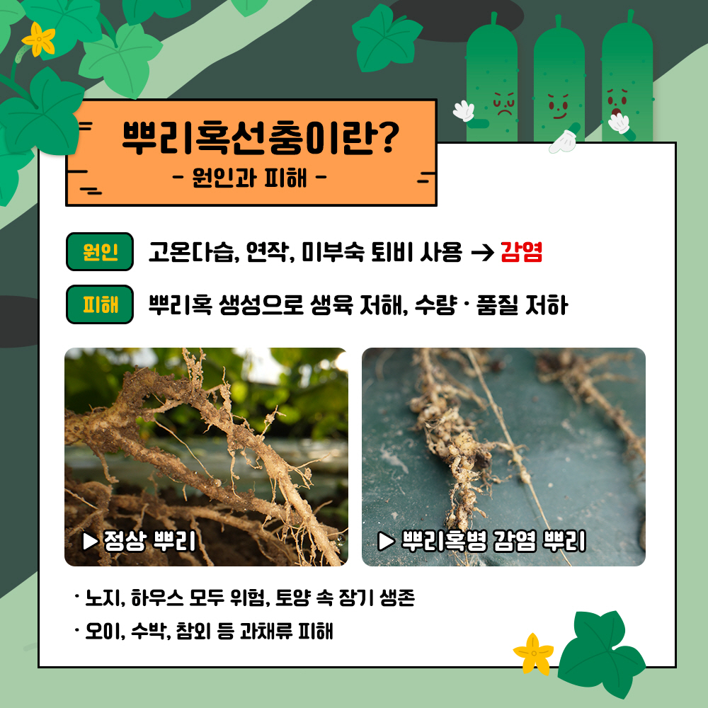 뿌리혹선충이란? 원인과 피해 *원인 : 고온다습, 연작, 미부숙 퇴비 사용 → 감염, * 피해 : 뿌리혹 생성으로 생육 저해, 수량. 품질 저하 (정상뿌리와 뿌리혹병 감염뿌리 사진)  - 노지, 하우스 모두 위험, 토양 속 장기 생존  - 오이, 수박, 참외 등 과채류 피해