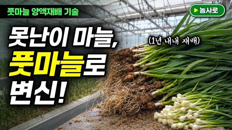 못난이 마늘의 변신, 풋마늘 양액재배