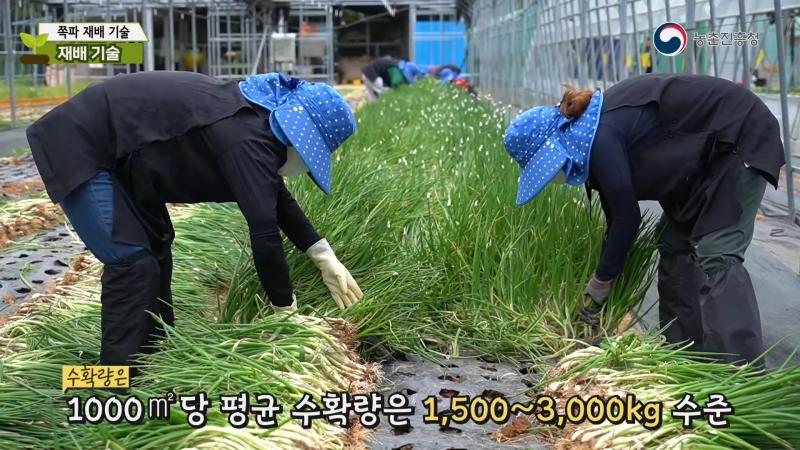 재배 기술