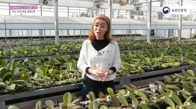 2_미니 난의 적정 생육단계