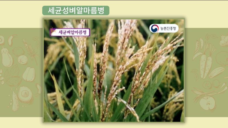세균성벼알마름병