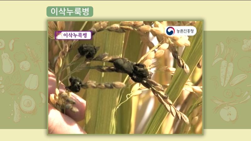 이삭누룩병