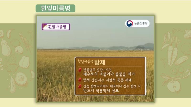 흰잎마름병