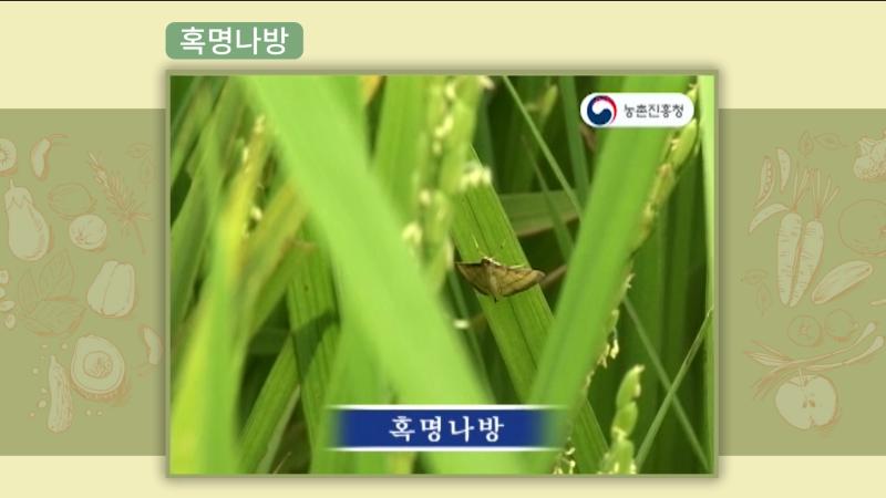 혹명나방
