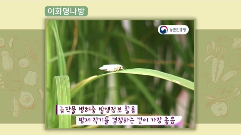 이화명나방
