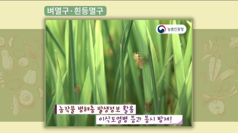 벼멸구 및 흰등멸구