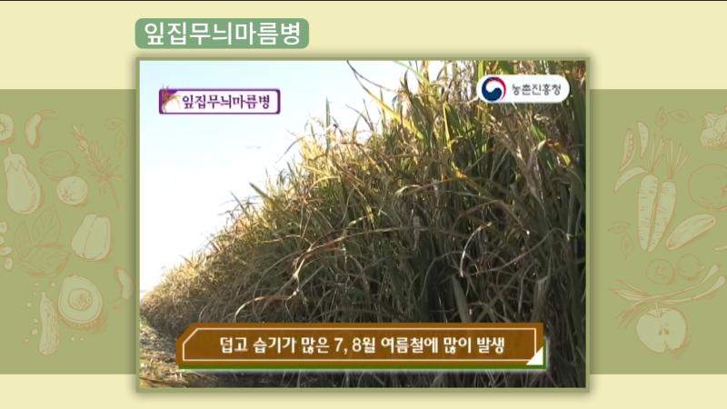 잎집무늬마름병