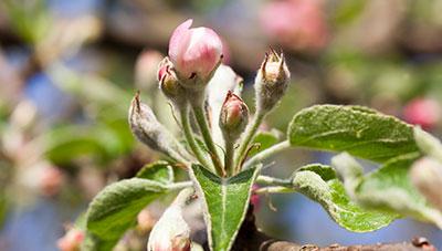 사과 꽃눈 형성에 관여하는 재배적 요인 알아보기
