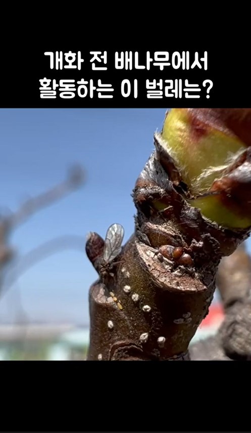 배나무이 꼭 방제하세요