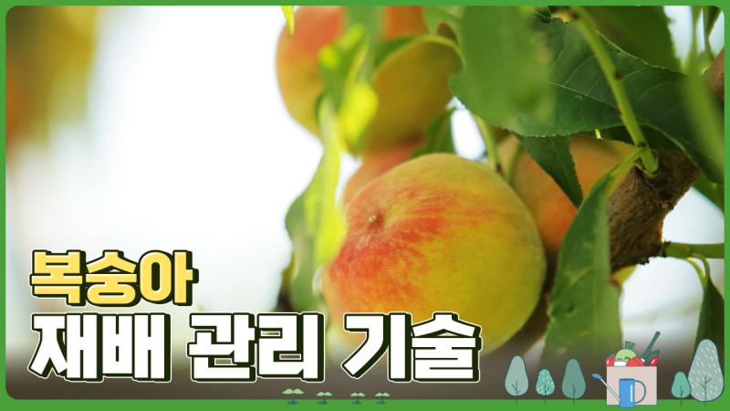 복숭아 재배 관리 기술