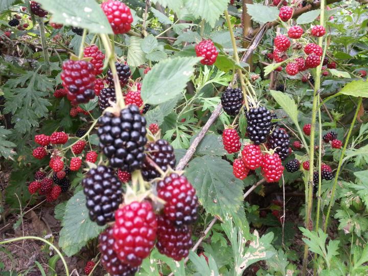 더위를 이기며 수확한 블랙베리