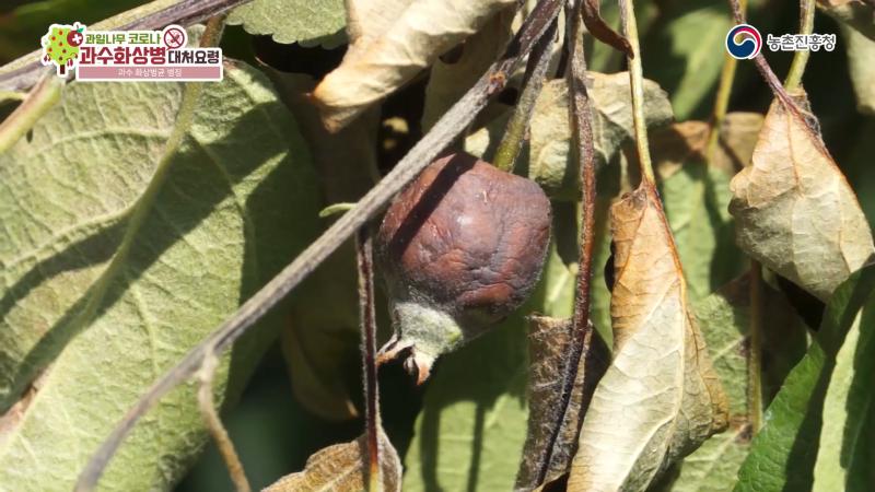과수 화상병균 병징