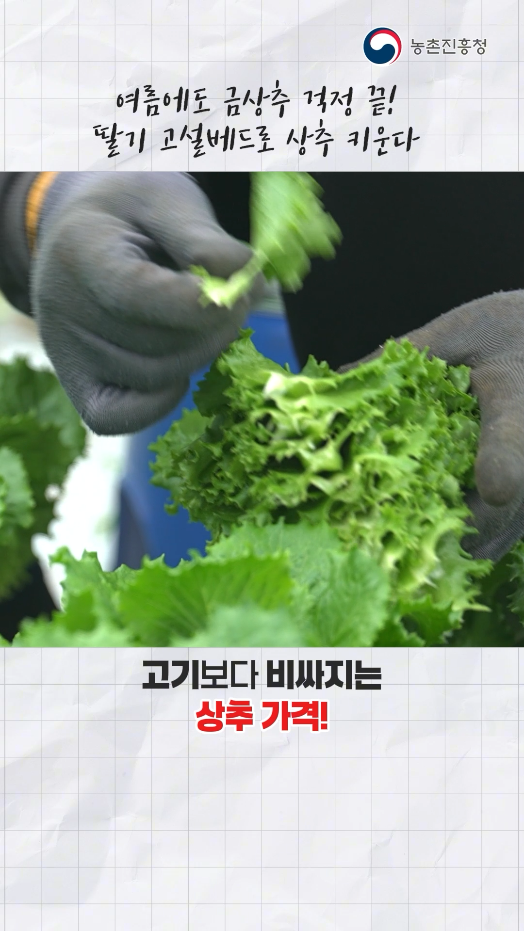 딸기 고설베드 결구 상추 간작 재배 A