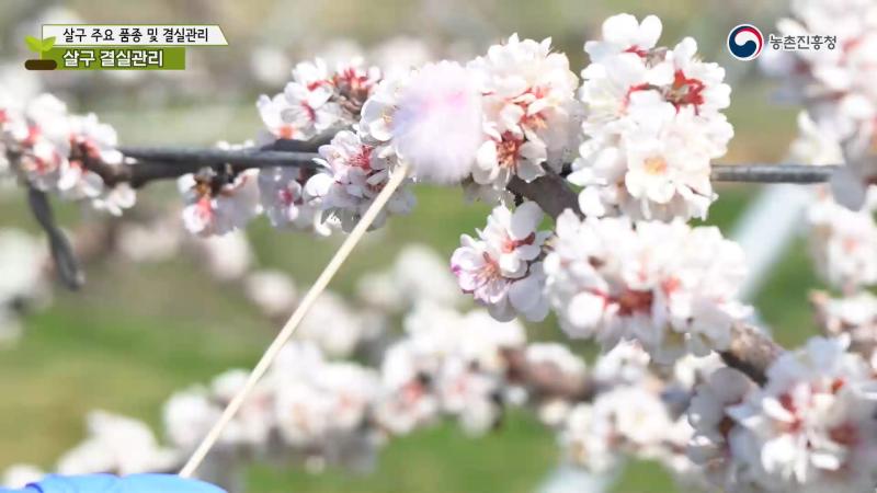 살구 결실관리