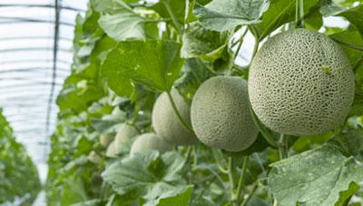 멜론 주요 병해 시설내 환경관리 개선으로 피해예방