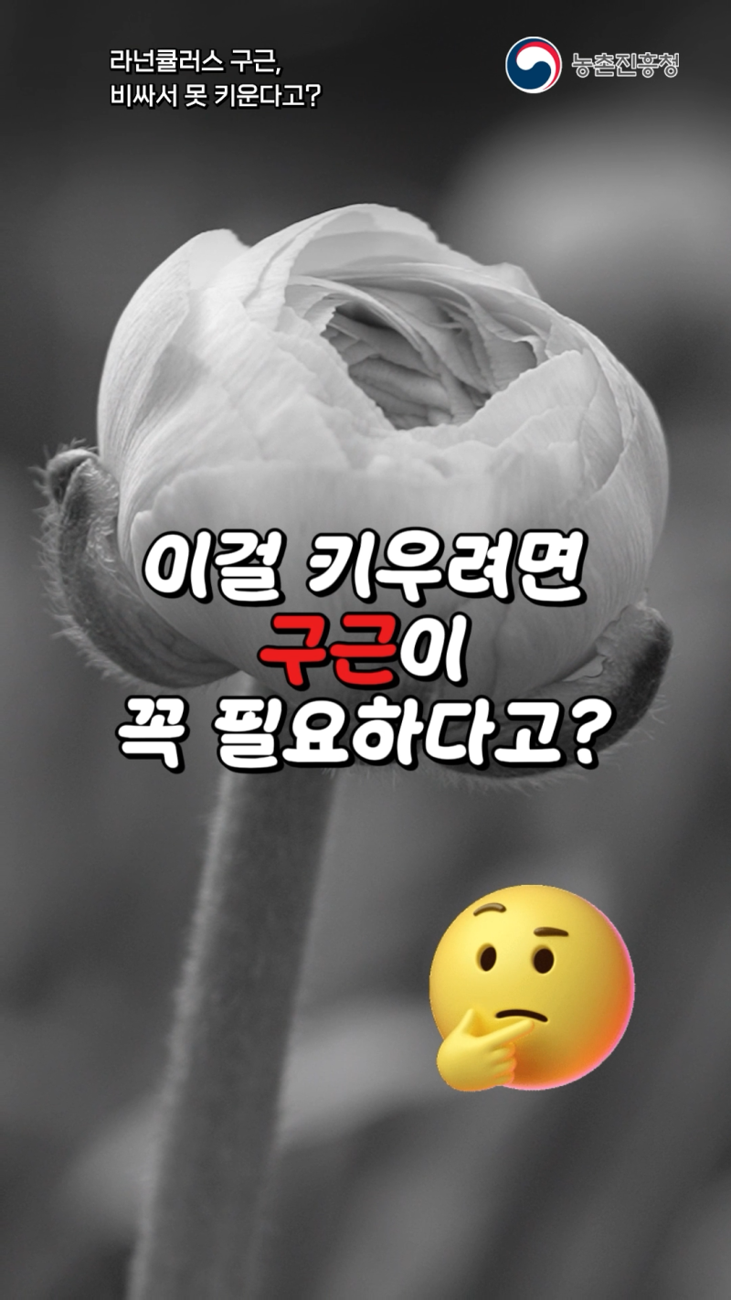 라넌큘러스 조직배양기술 쇼츠 B