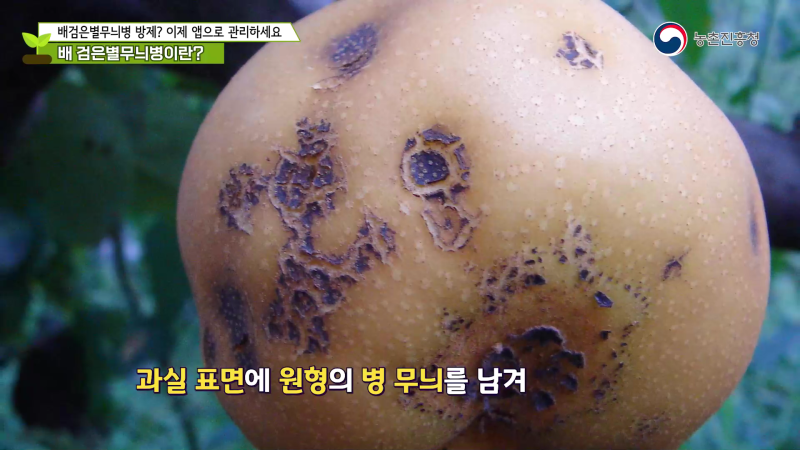 1. 배 검은별무늬병이란?