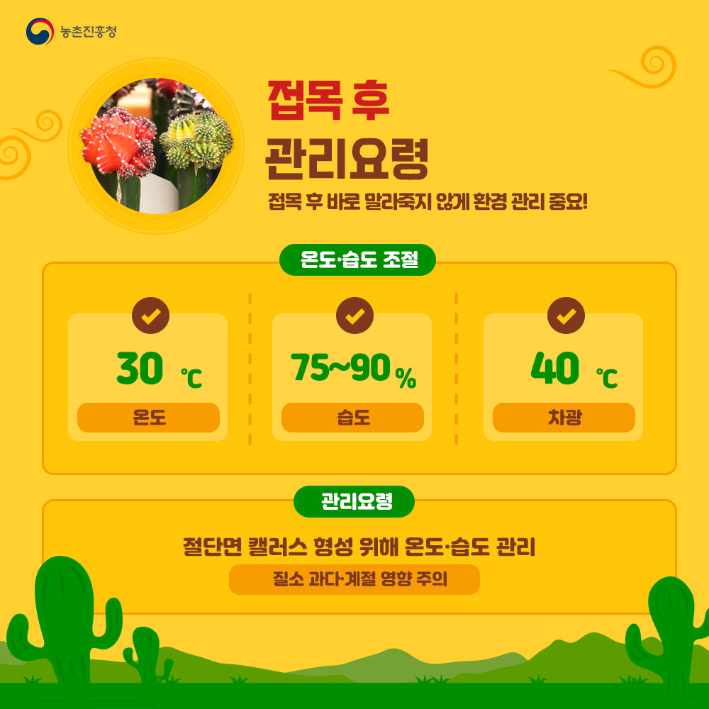 접목 후 관리요령 : 접목 후 바로 말라죽지 않게 환경 관리 중요! - 온도. 습도 조절 : 온도 30℃, 습도 75~90%, 차광 40℃ - 관리요령 : 절단면 캘러스 형성 위해 온도.습도 관리, 질소 과다. 계절영향 주의