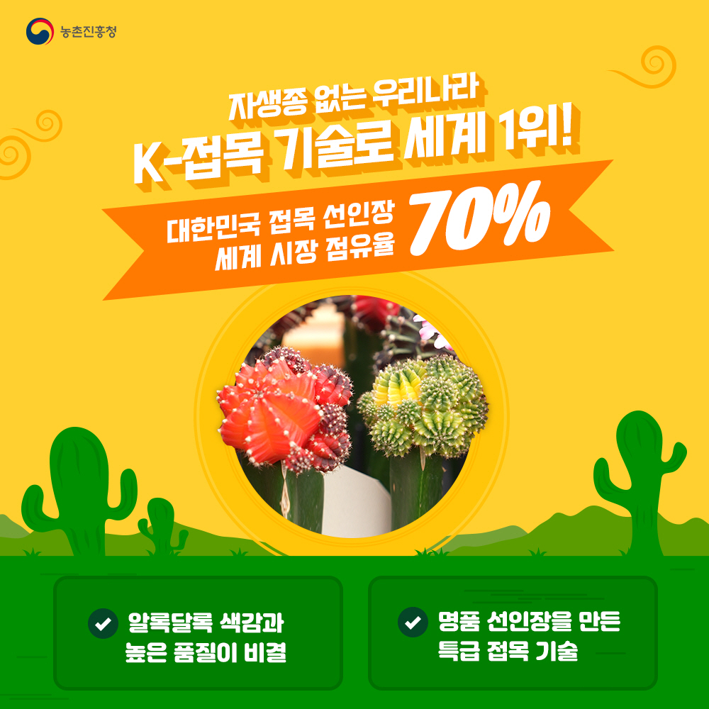 자생종 없는 우리나라 K-접목 기술로 세계 1위! 대한문국 접목선인장 세계 시장 점유율 70% - 알록달록 색감과 높은 품질이 비결 - 명품 선인장을 만든 특급 접목기술