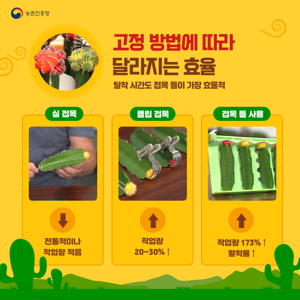 고정 방법에 따라 달라지는 효율 : 탈착시간도 접목 틀이 가장 효율적  - 실접목 : 전통적이나 작업량 적음  - 클립접목 : 작업량 20~30%↑  - 접목 틀 사용 : 작업ㄹ양 173%↑, 활착율 ↑