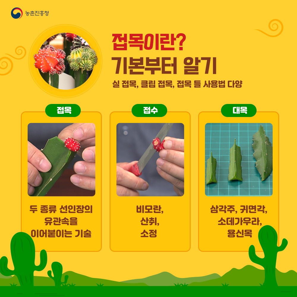 접목이란? 기본부터 알기 : 실 접목, 클립 접목, 접목 특 사용법 다양  - 접목 : 두 종류 선인장의 유관속을 이어붙이는 기술 - 접수 : 비모란, 산취, 소정  - 대목 : 삼각주, 귀면각, 소데가우라, 용신목
