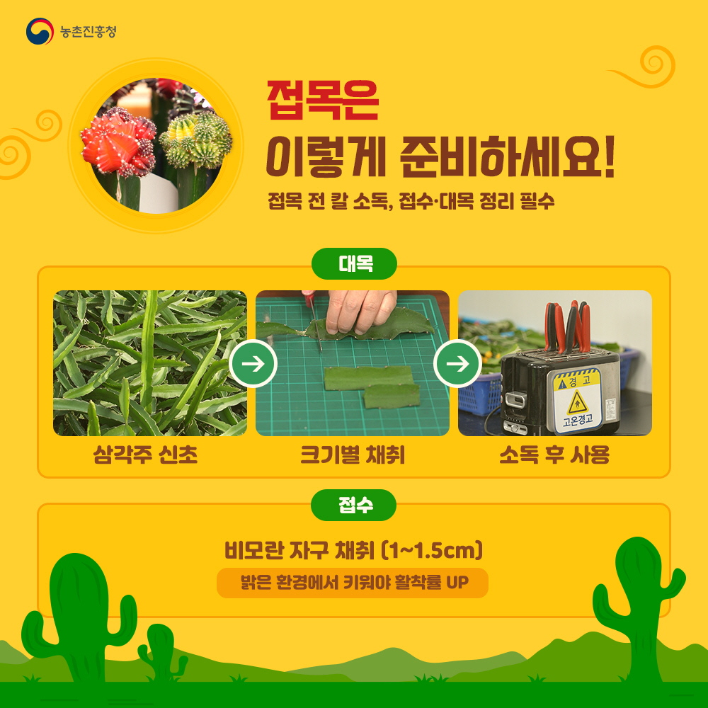 접목은 이렇게 준비하세요! : 접목 전 칼 소독, 접수.대목 정리 필수  - 대목 : 삼각주 신초→크기별 채취→소독후 사용  - 접수 : 비모란 자구 채취(1~1.5cm) 밝은 환경에서 키워야 활착률 up