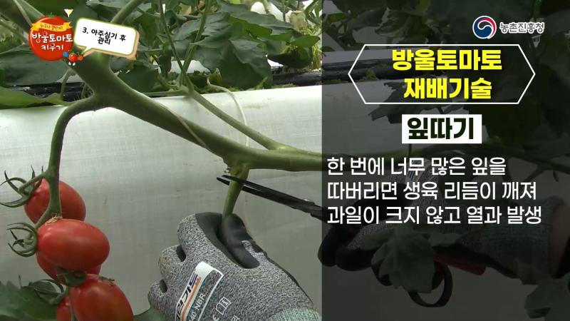 잎 따기