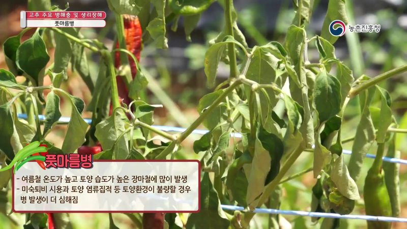 4. 풋마름병