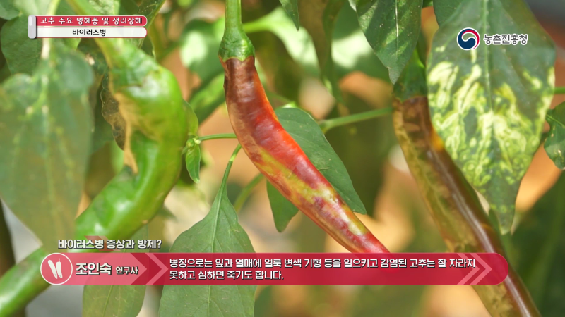 5. 바이러스병