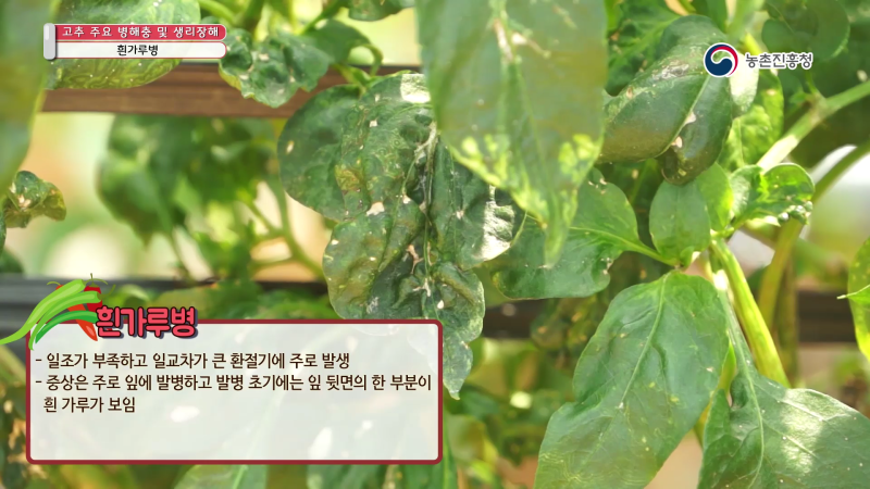 3. 흰가루병