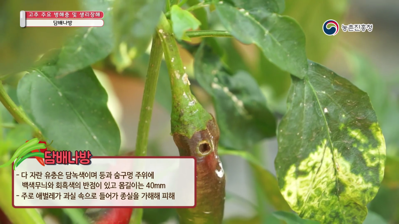 7. 담배나방
