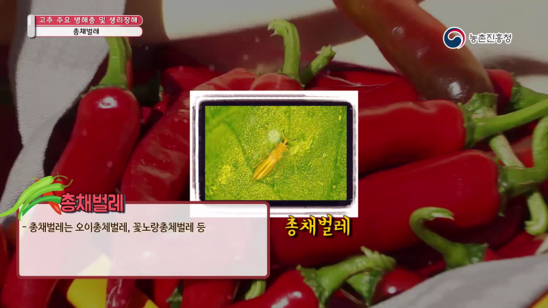 8. 총채벌레