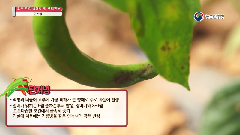 2. 탄저병