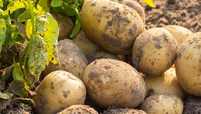 감자뿔나방 수확 전.후 방제로 피해 예방