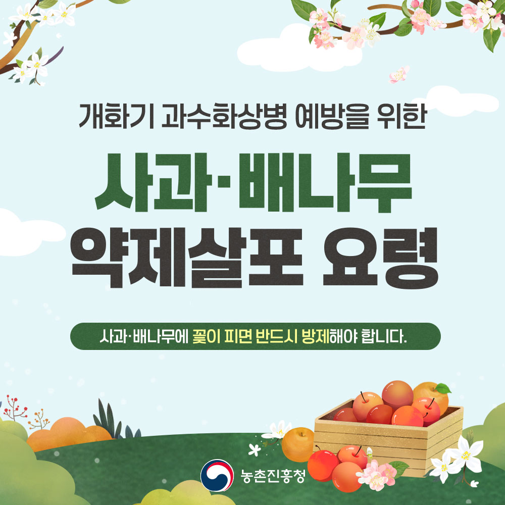 개화기 과수화상병 예방을 위한 사과.배나무 약제살포요령 - 사과. 배나무에 꽃이 피면 반드시 방제해야 합니다.