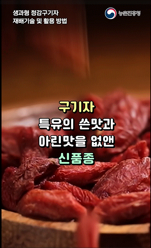 구기자 특유의 쓴 맛과 아린 맛을 없앤 신품종 '청감' 구기자의 적심과 유인기술