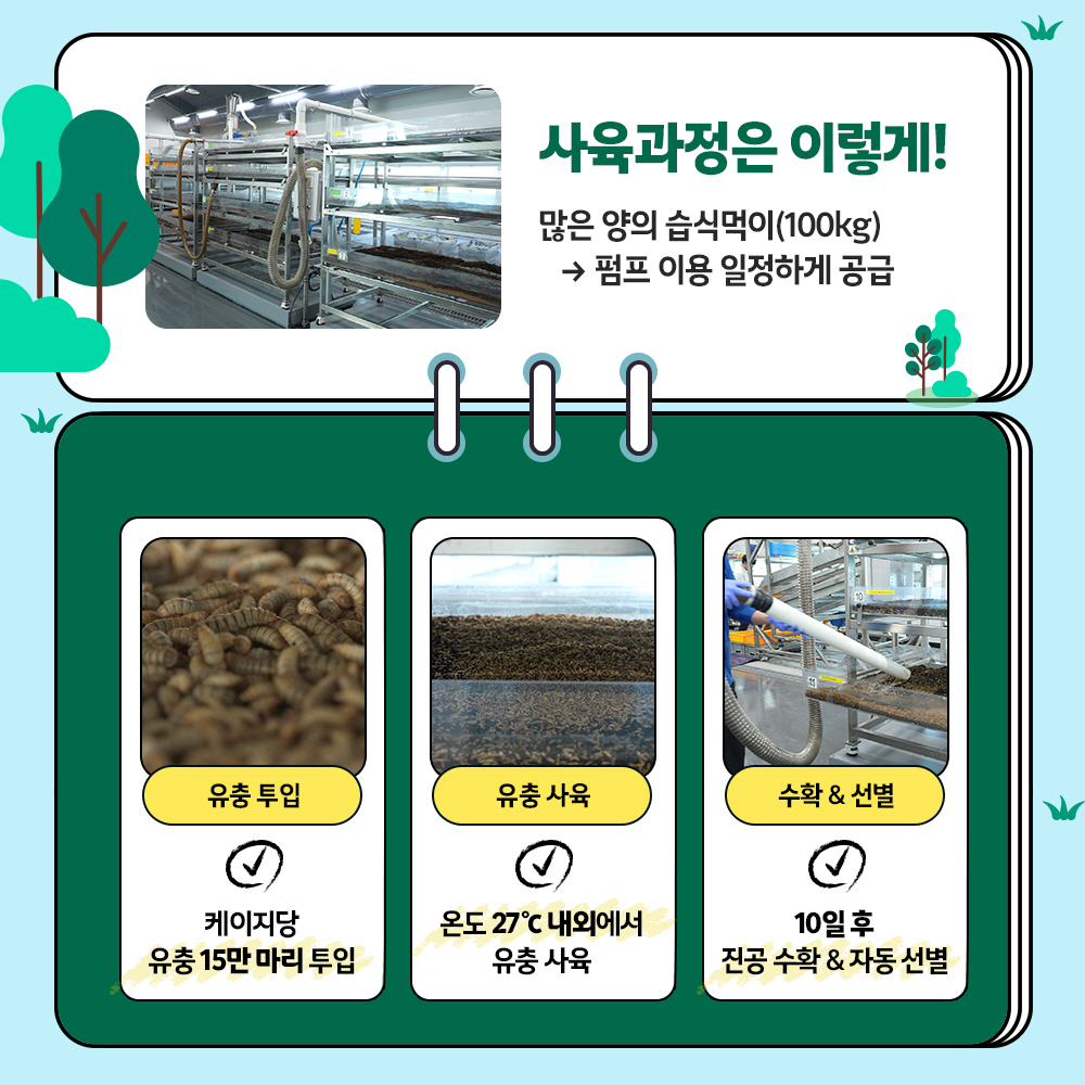 사육과정은 이렇게! 많은 양의 습식먹이(100kg)→펌프 이용 일정하게 공급 유충투입 : 케이지당 유충 15만마리 투입, 유충사육:온도 27℃내외에서 유충사육, 수확&선별 : 10일 후 진공 수확 &자동 선별