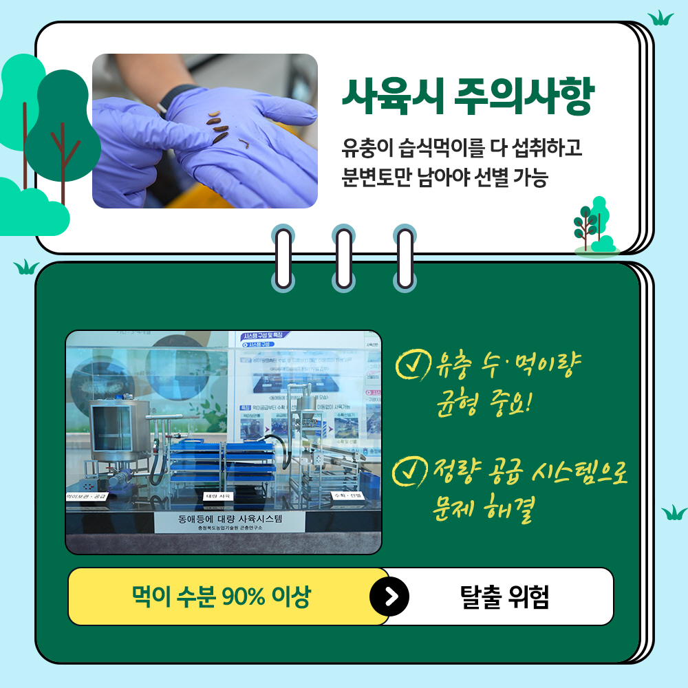 사육시 주의사항 : 유충이 습식먹이를 다 섭취하고 분변토만 남아야 선별 가능 * 유충 수.먹이량 균형 중요! *정량 공급 시스템으로 문제해결 (먹이 수분 90% 이상 > 탈출위험)