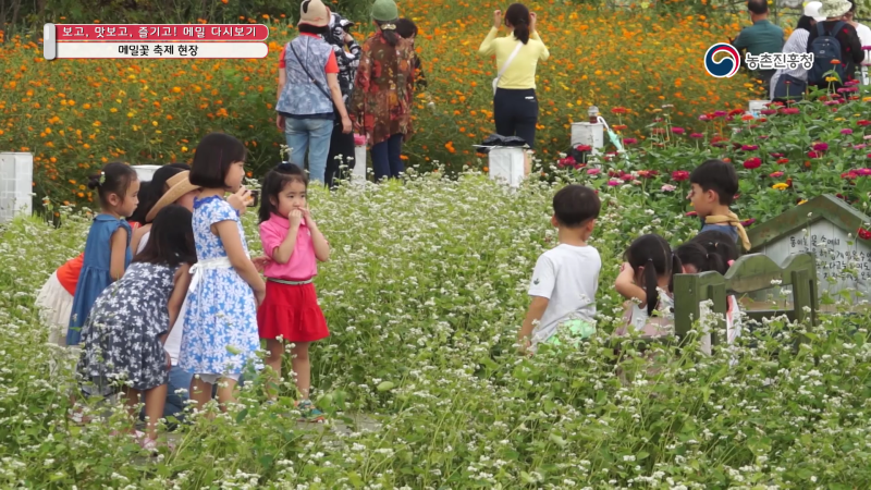 7. 메밀꽃 축제 현장