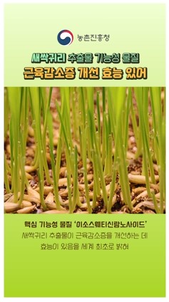 국산 새싹귀리, 근육감소증 개선에 효과~