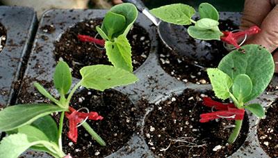 참외 접목 재배 기술 소개