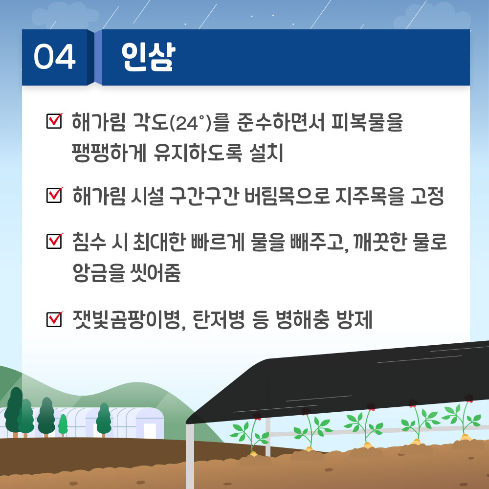 4. 인삼  * 해가림 각도(24º)를 준수하면서 피복물을 팽팽하게 유지하도록 설치 * 해가림 시설 구간구간 버팀목으로 지주목을 고정 * 침수 시 최대한 빠르게 물을 빼주고, 깨끗한 물로 앙금을 씻어줌 *잿빛곰팡이병, 탄저병 등 병해충 방제