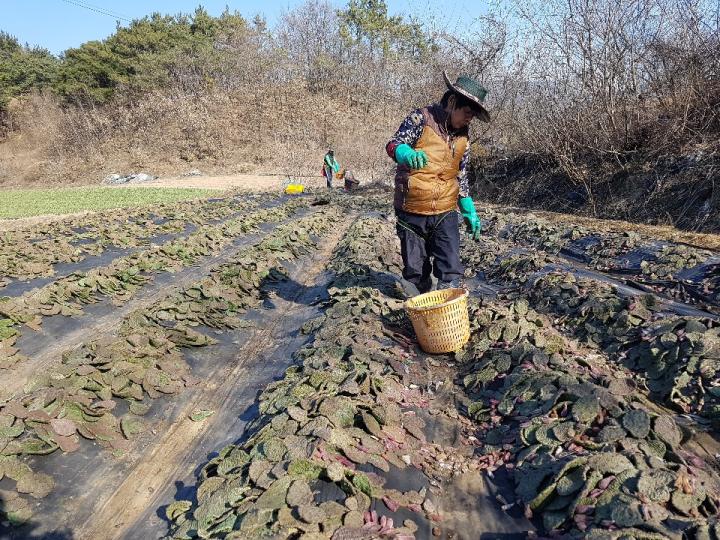 천년초 농장 선인장 가시와 맞짱 뜬날