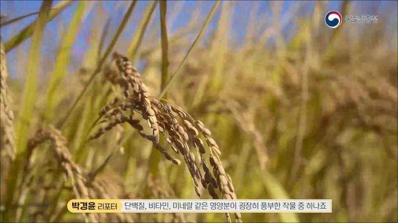 벼 생육상황조사란?