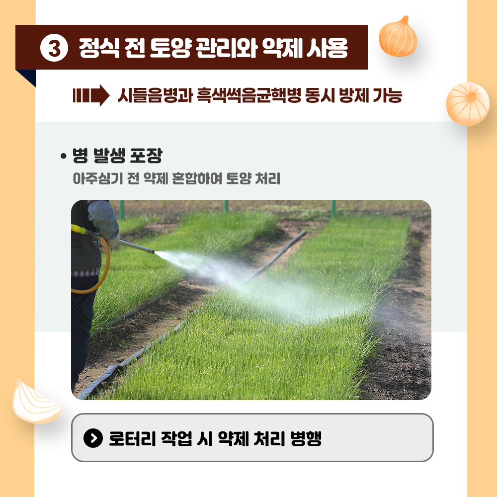 3. 정식 전 토양관리와 약제사용 => 시들음병과 흑색썩음균핵병 동시 방제 가능 * 병 발생 포장 : 아주심기 전 약제 혼합하여 토양처리 <로터리 작업 시 약제처리 병행>