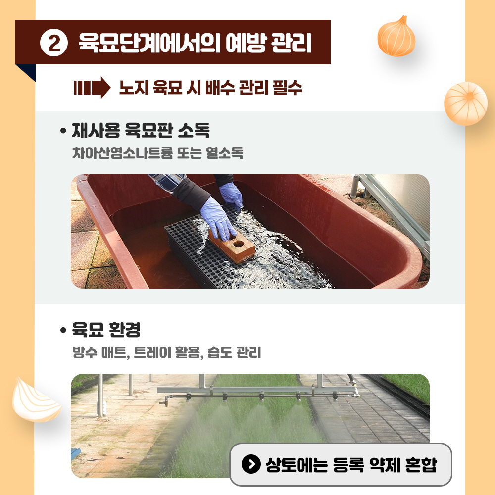  2. 육묘단계에서의 예방관리 => 노지육묘 시 배수 관리 필수 *재사용 육묘판 소독 :차아염소나트륨 도는 열소독, *육묘 환경 : 방수매트, 트레이 활용, 습도 관리 <상토에는 등록 약제 혼합>